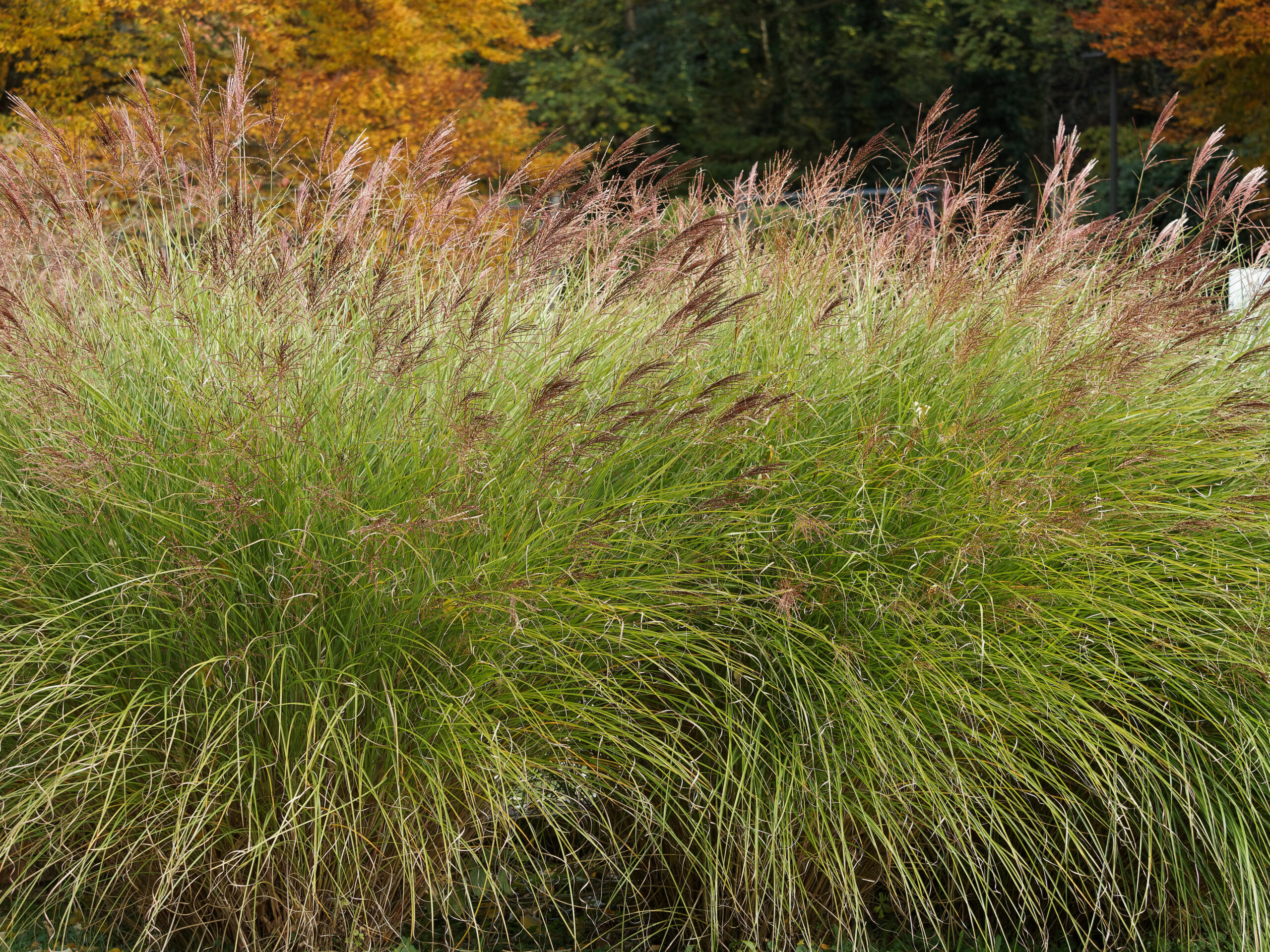 A field of tall grass with trees in the background.