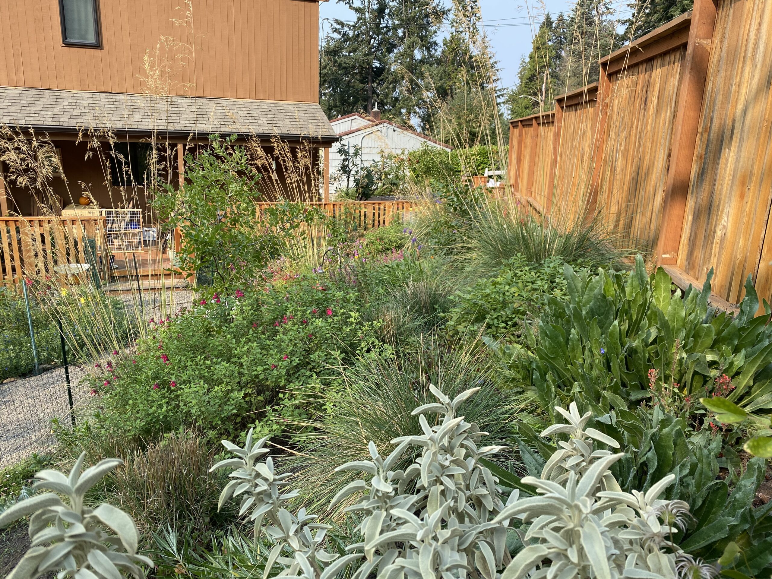 A garden with many plants and bushes in the background.